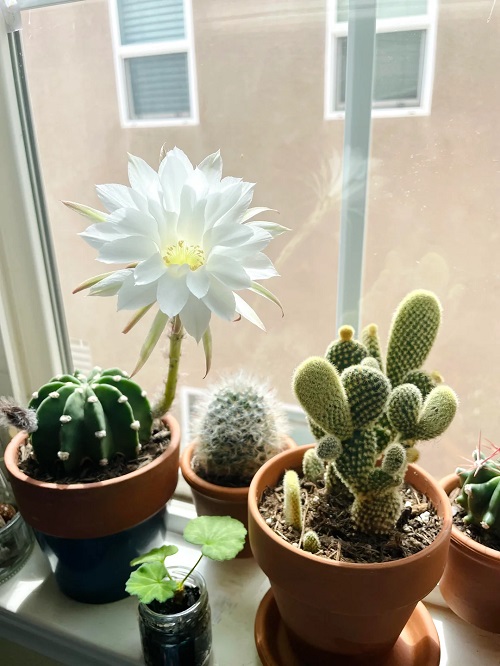 No Prune Tricks to Boost Indoor Plant Growth Instantly 2