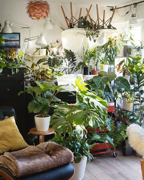 No Prune Tricks to Boost Indoor Plant Growth Instantly 1
