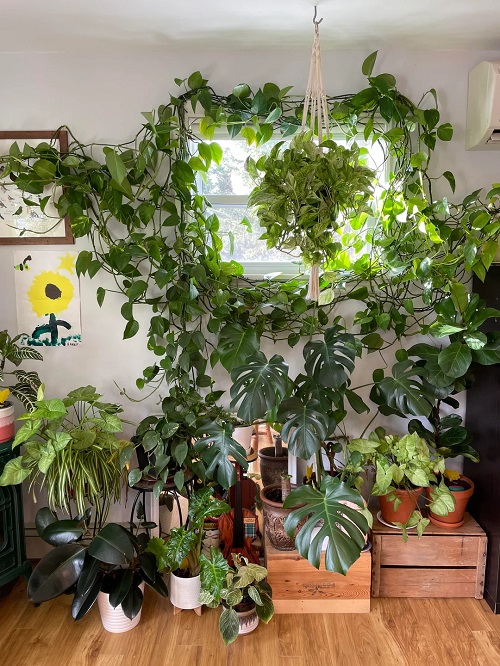 Kitchen Items that Make Houseplants Grow Faster and Thicker 1