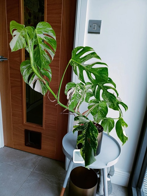 moss pole benefits for monstera 2