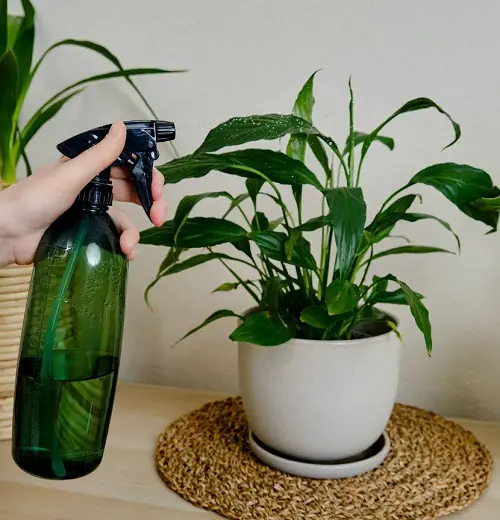 plants Feed with the Right Fertilizer 