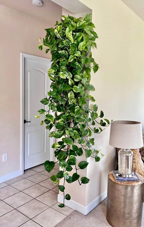 Make Your Pothos Grow Wild in Just 30 Days 1