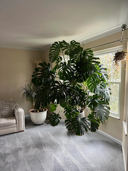 Unusual Spots to Place Your Monstera for Explosive Growth