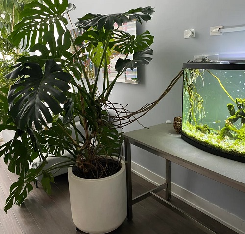 Monstera Near an Aquarium