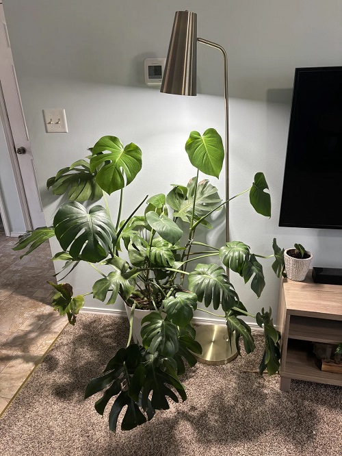 Unusual Spots to Place Your Monstera for Explosive Growth
