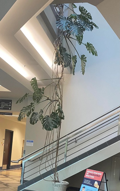 Unusual Spots to Place Your Monstera for Explosive Growth
