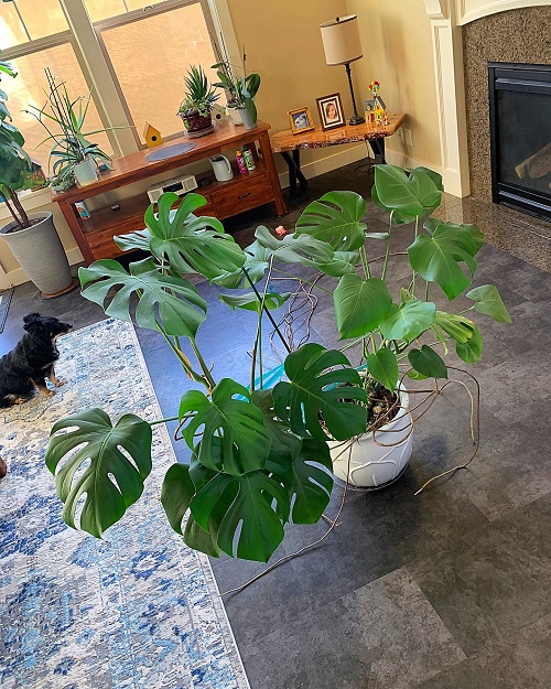 pruning monstera plant 2