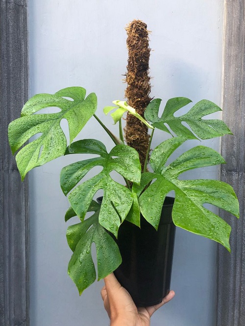 moss pole benefits for monstera 1