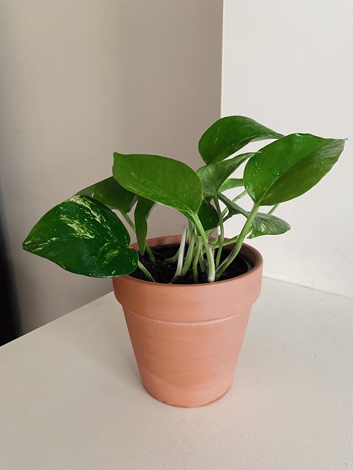 Make Your Pothos Grow Wild in Just 30 Days 3