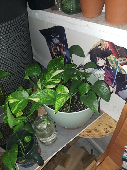 pothos placed in dark corner