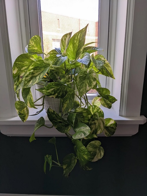 Fix Pothos Sunlight Deficiency