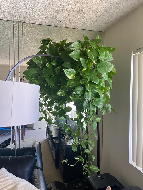 How to Make Pothos Grow Fuller from the Base 3
