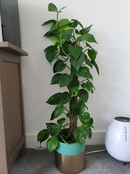 Pothos Moss Pole