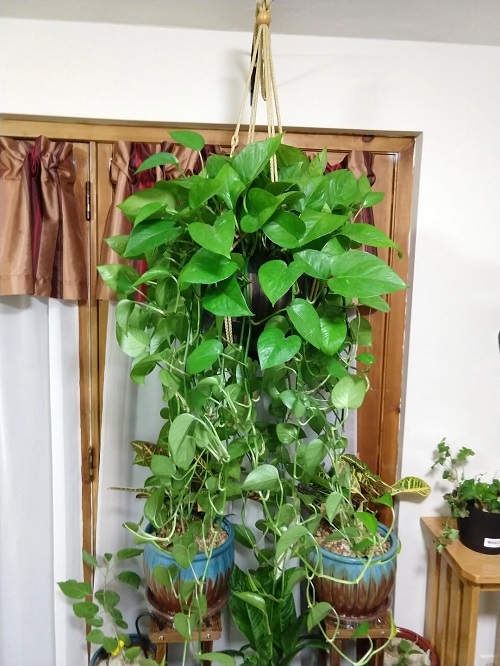 Pothos in hanging basket