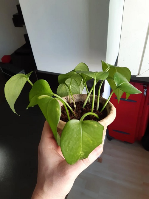 Coconut Coir (Cocopeat) Propagation