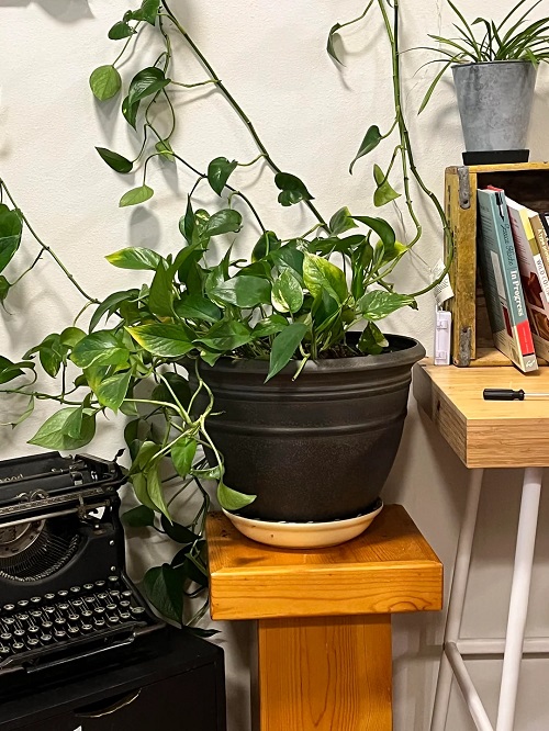 Reasons Your Pothos isn't Growing- And None Are What You Think 2