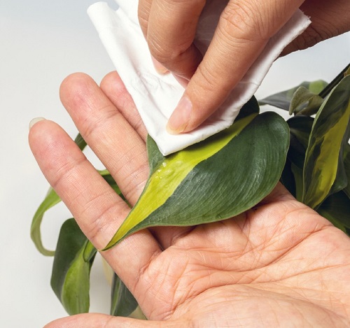 pothos clean leaves