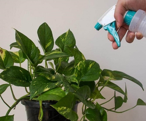 Fertilizer Pothos Plant