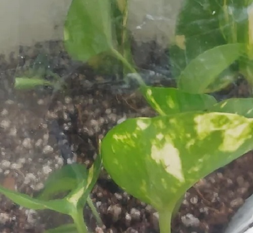 Propagating in a Ziplock Bag