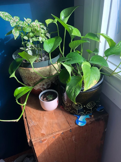 pothos on window