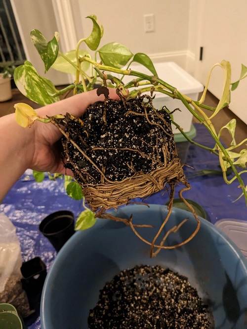 Reasons Your Pothos isn't Growing- And None Are What You Think 3
