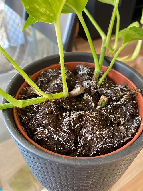 pothos soil on salt