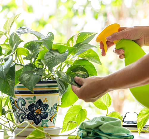 pothos spray fertilizer