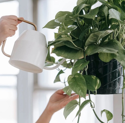 Watering Pothos Plant
