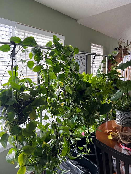 How to Make Pothos Grow Fuller from the Base 1