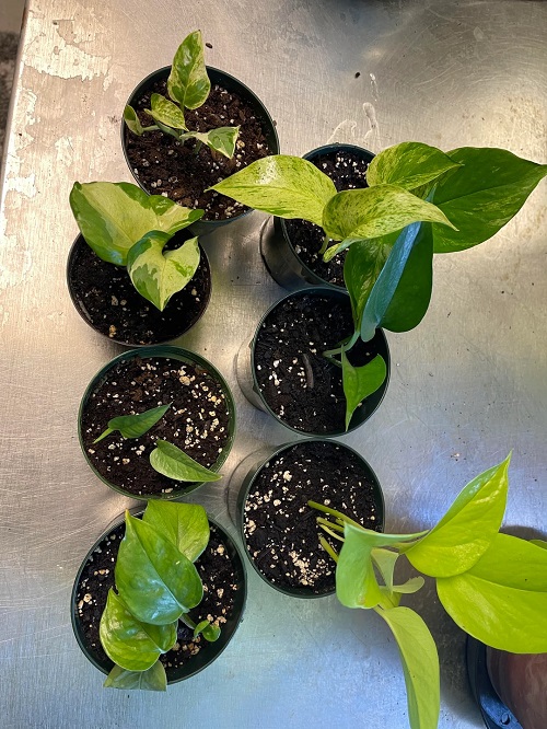 Surprising Ways to Propagate Pothos Without Using Water