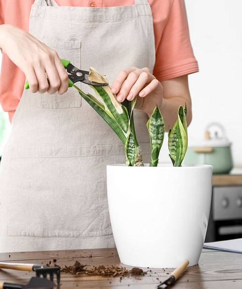 sanke plant prune