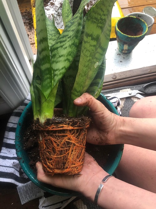 snake plant root bound