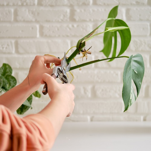 pruning monstera plant 1