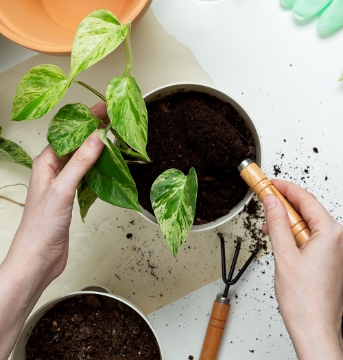 hack to Grow pothos wild 2