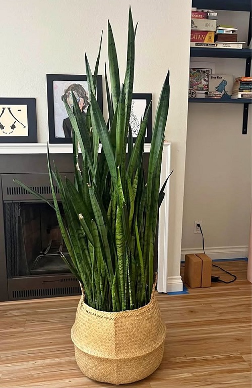 Things Snake Plants Hate that Most People Still Do 3