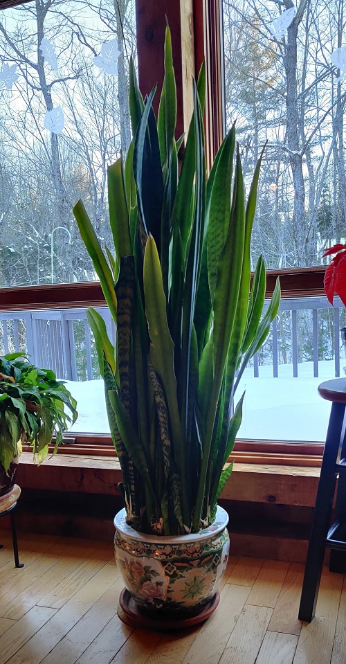 How to Make a Snake Plant Grow New Leaves Without Touching the Soil 2