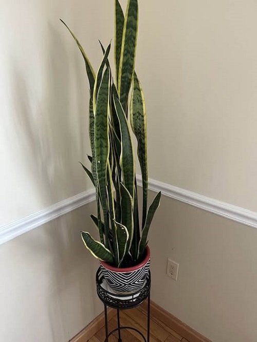 snake plant indoor
