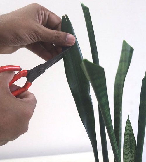snake plant Cutting the Leaves