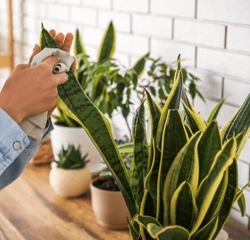 clean snake plant leaves