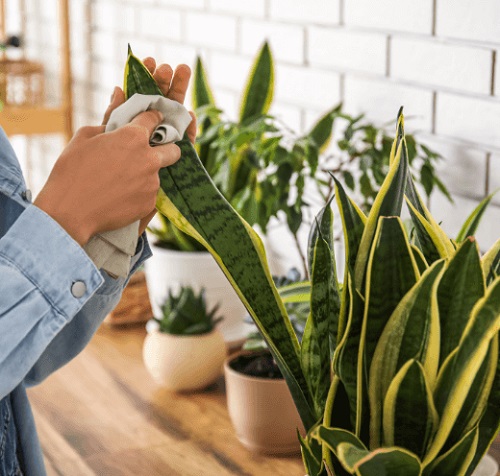 snake plant clean leaves