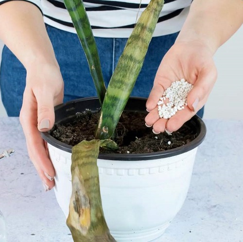 snake plant fertilizer