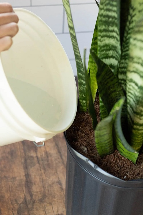 Use a Liquid Fertilizer the Right Way