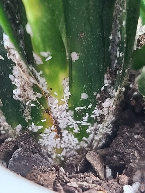 snake plant mealybugs