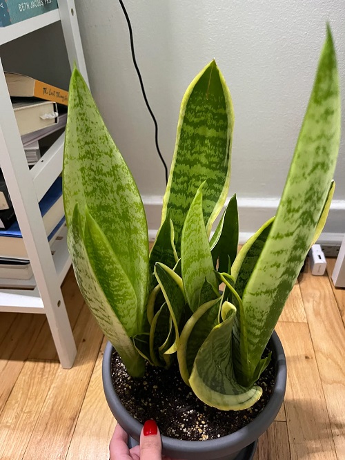 snake plant new growth