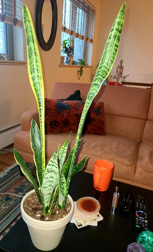 How to Make a Snake Plant Grow New Leaves Without Touching the Soil