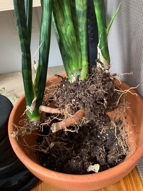 snake plant indoor 3