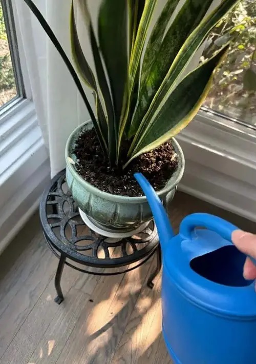 No Prune Tricks to Boost Indoor Plant Growth Instantly 3
