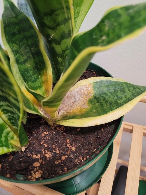 snake plant yellow patches