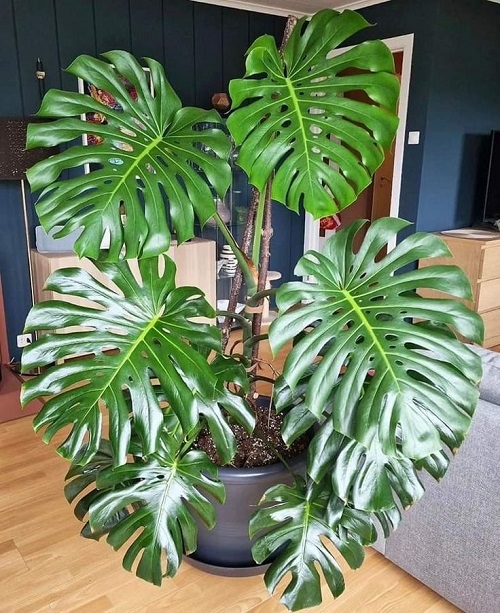 impact of not using moss poole for monstera 2