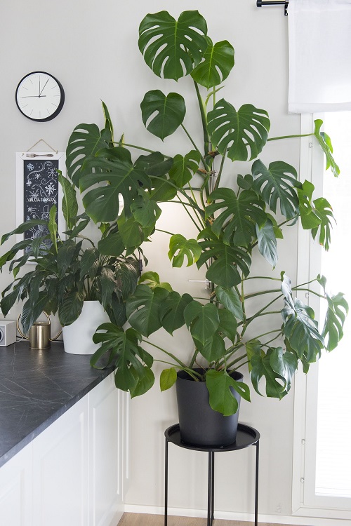 trailing monstera 1